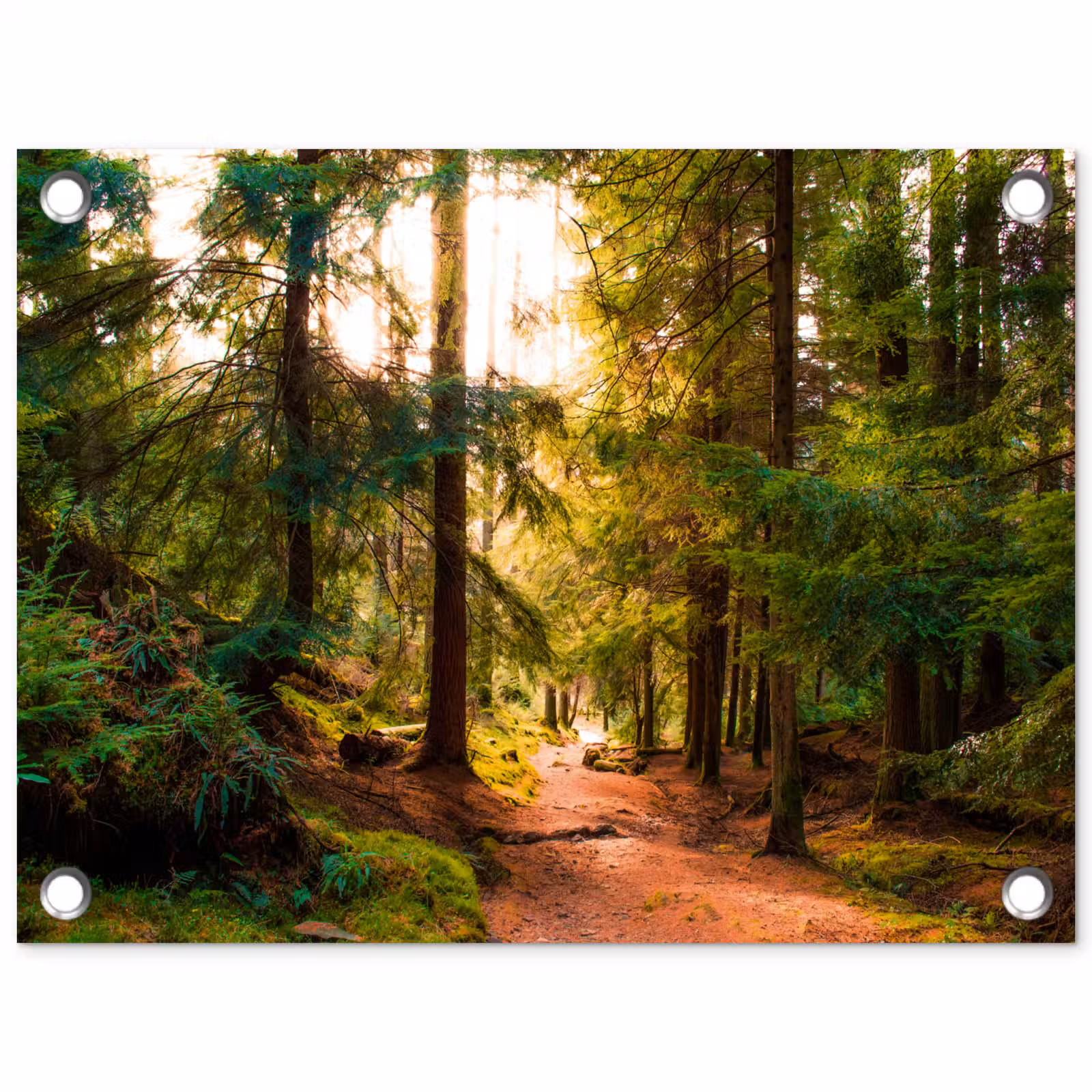 Tuinposter - Bos - Pad - Bomen - Groen - Zon - Natuur — 1