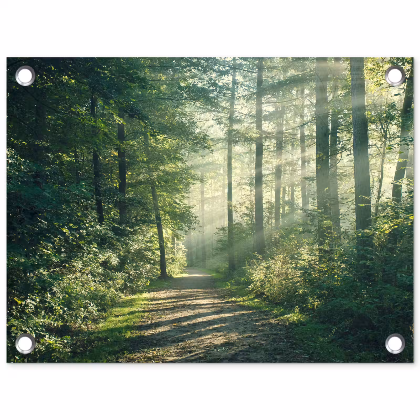 Tuinposter - Bos - Pad - Zon - Bomen - Groen - Natuur — 1