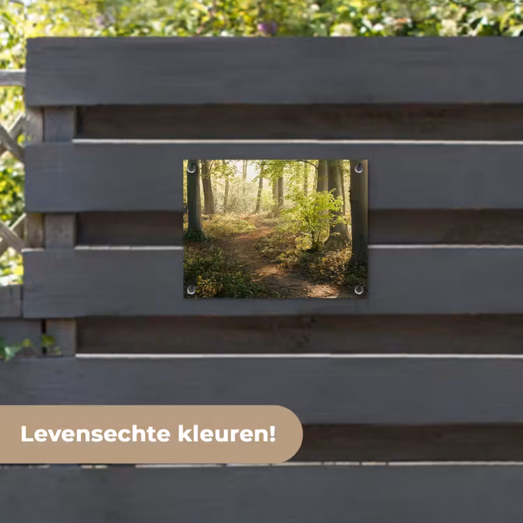 Tuinposter - Bos - Bomen - Pad - Zon - Planten - Bladeren - Natuur — 6