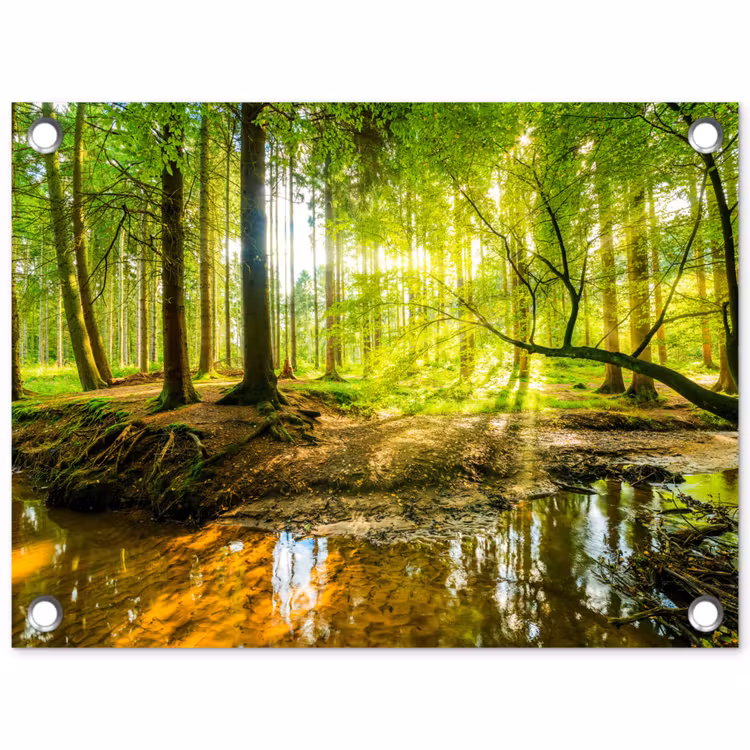 Tuinposter - Bos - Landschap - Water - Bomen - Zon - Groen - Natuur — 1