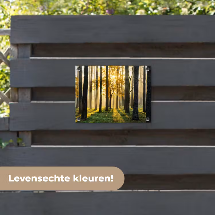 Tuinposter - Bos - Zon - Bomen - Gras - Landschap - Natuur — 6