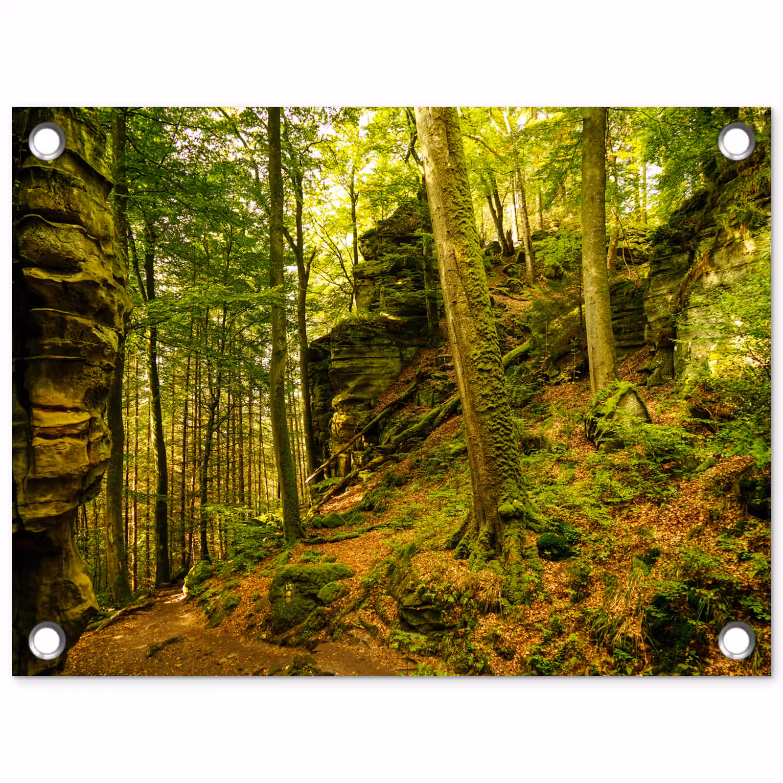 Tuinposter - Bomen - Steen - Bos - Natuur - Planten — 1