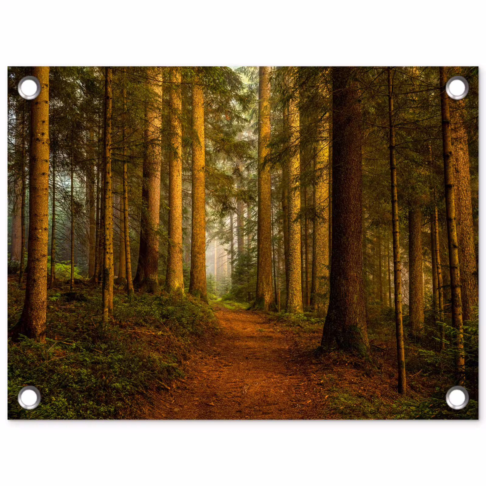 Tuinposter - Bos - Natuur - Bomen - Landschap - Bladeren — 1