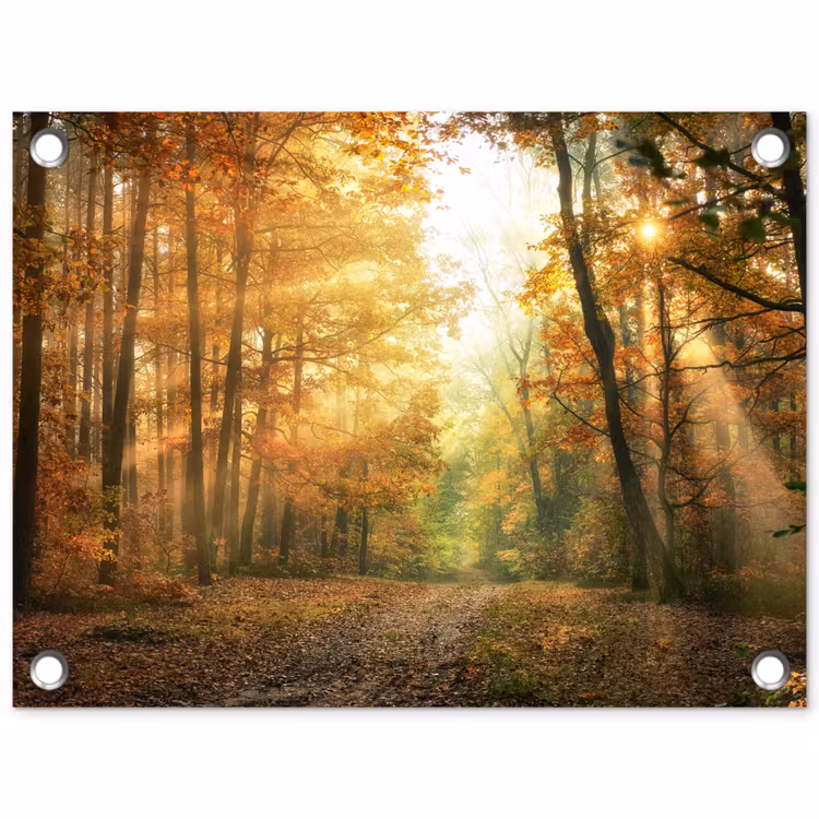 Tuinposter - Bos - Herfst - Zon - Landschap - Natuur - Bomen - Bladeren — 1