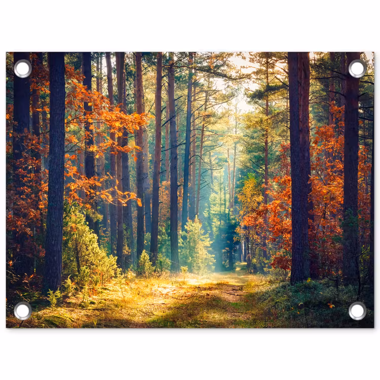 Tuinposter - Bos - Zon - Natuur - Herfst — 1