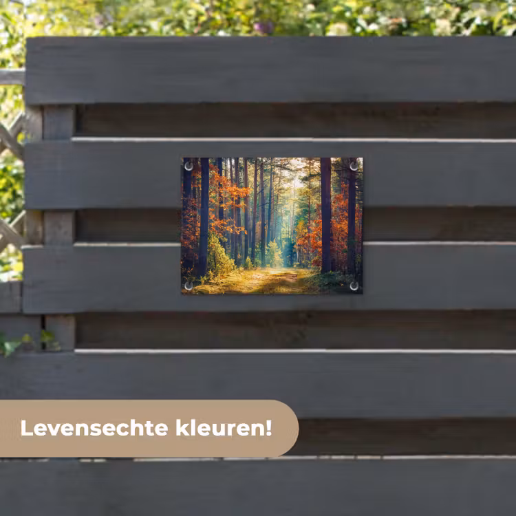 Tuinposter - Bos - Zon - Natuur - Herfst — 6