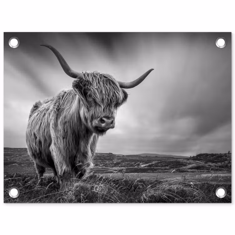 Tuinposter - Koeien - Schotse hooglander - Natuur - Dieren - Zwart wit — 1