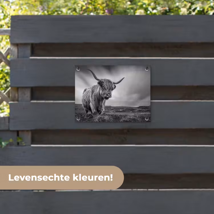 Tuinposter - Koeien - Schotse hooglander - Natuur - Dieren - Zwart wit — 6