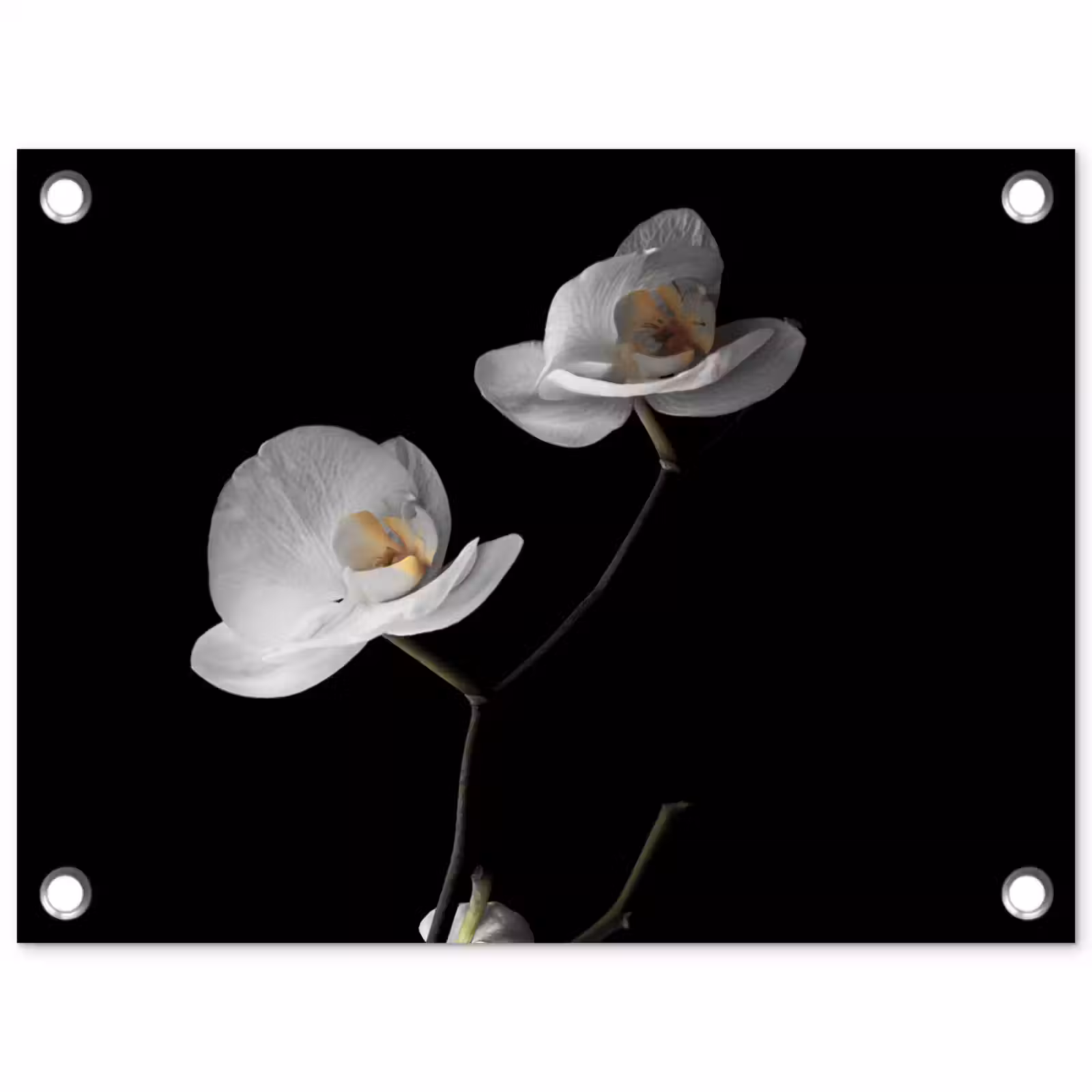 Tuinposter - Orchidee - Bloemen - Zwart - Wit - Stilleven — 1