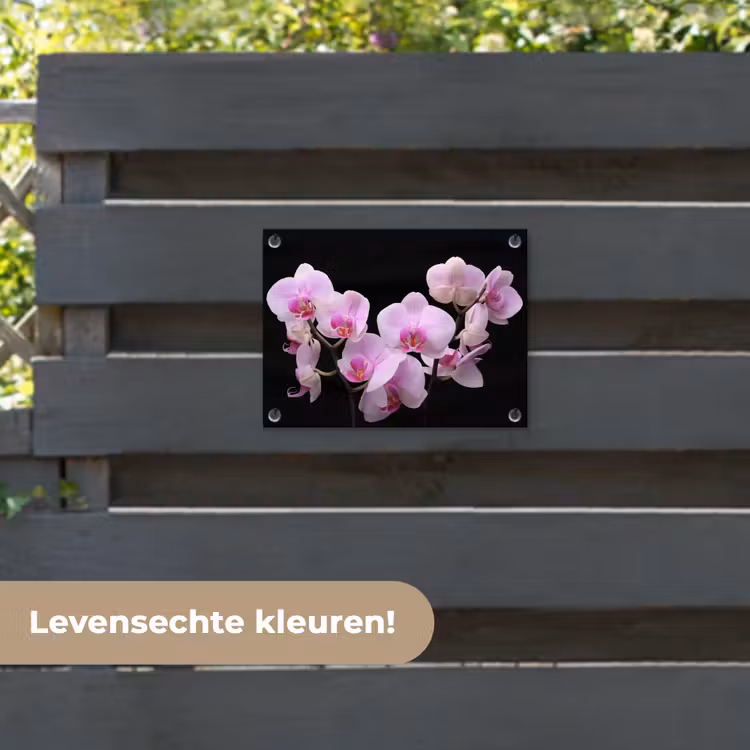 Tuinposter - Orchidee - Bloemen - Roze - Flora — 6
