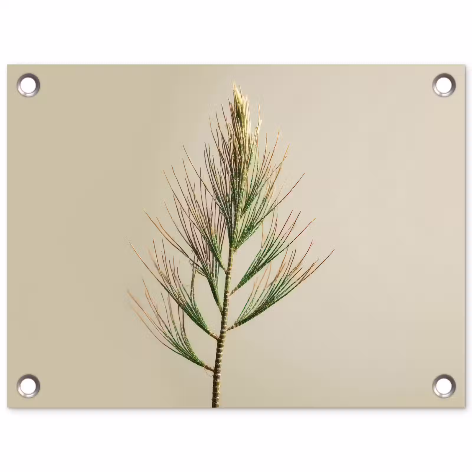 Tuinposter - Dennentak - Naaldvormige bladeren - Lichtgroen — 1