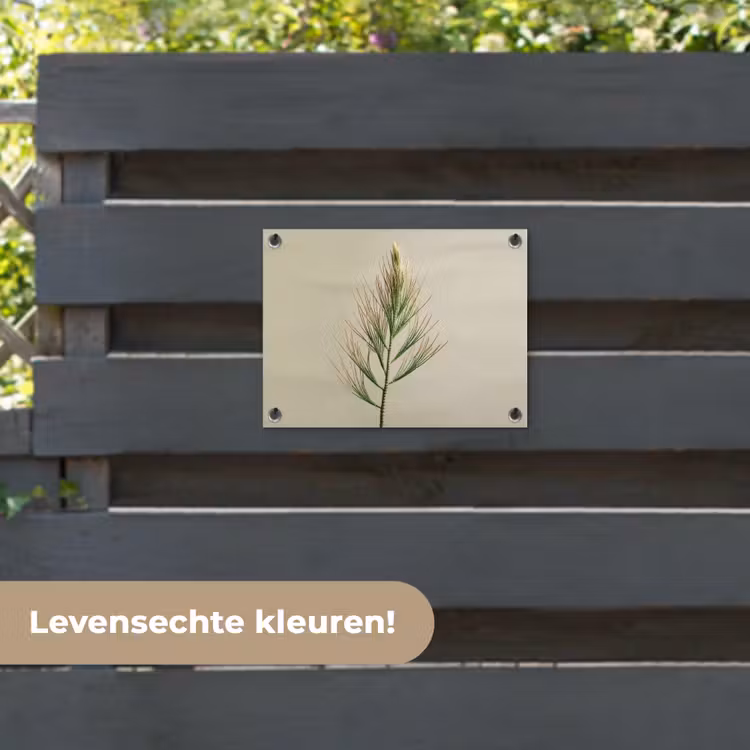 Tuinposter - Dennentak - Naaldvormige bladeren - Lichtgroen — 6