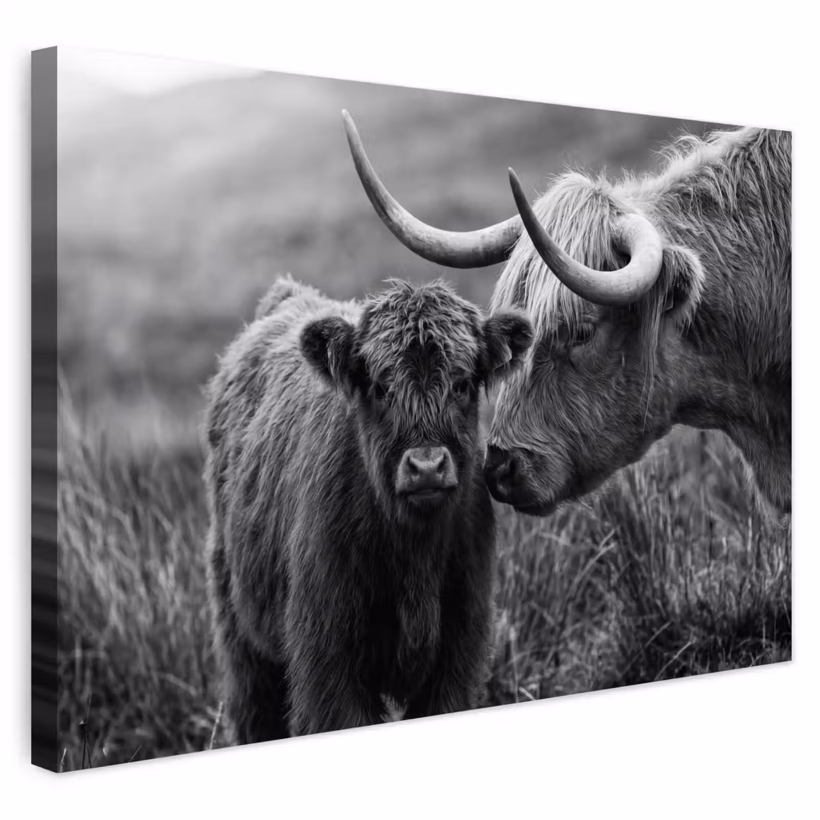 Buiten canvas - Schotse hooglander - Kalf - Zwart - Wit — 1