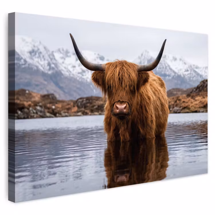 Buiten canvas - Schotse hooglander - Bruin - Water — 1