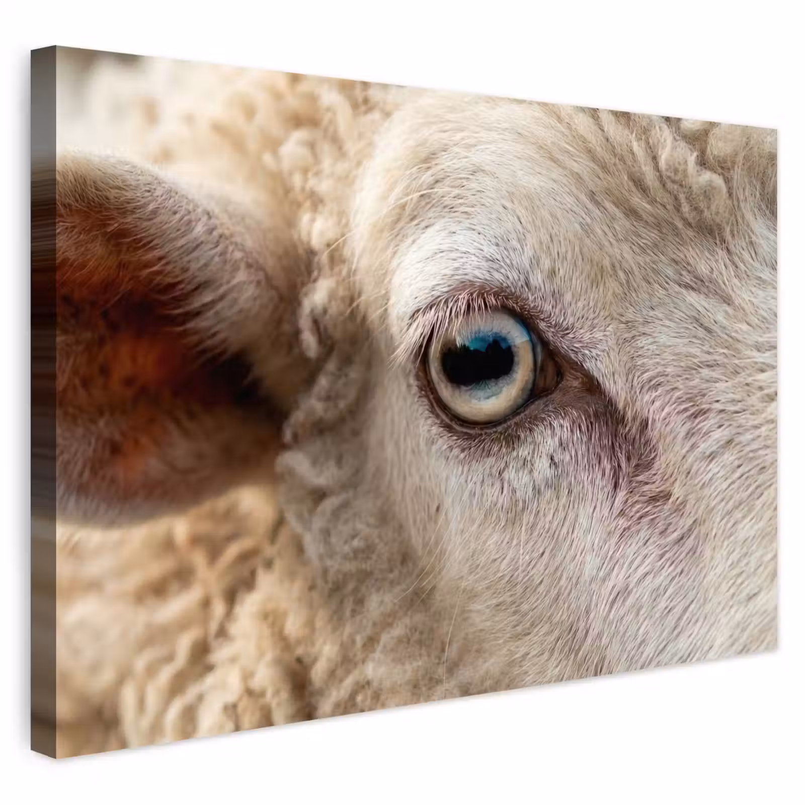 Buiten canvas - Schaap - Oog - Wit — 1