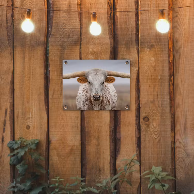 Tuinposter - Longhorn - Grasveld - Dier — 2