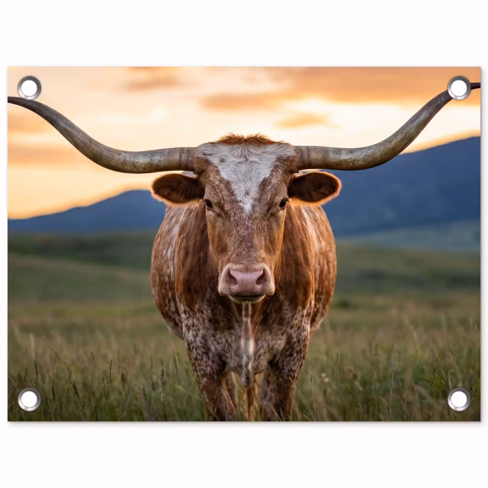 Tuinposter - Longhorn - Landschap - Zonsondergang — 1