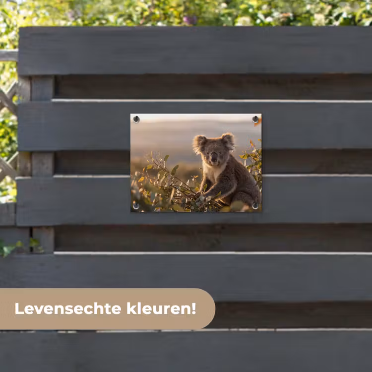 Tuinposter - Koala - Bladeren - Ochtendlicht — 6