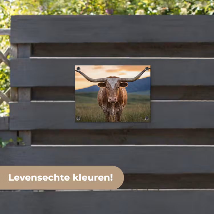 Tuinposter - Longhorn - Landschap - Zonsondergang — 6