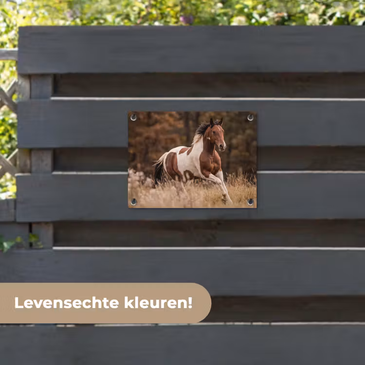 Tuinposter - Paard - Bruin - Gras — 6