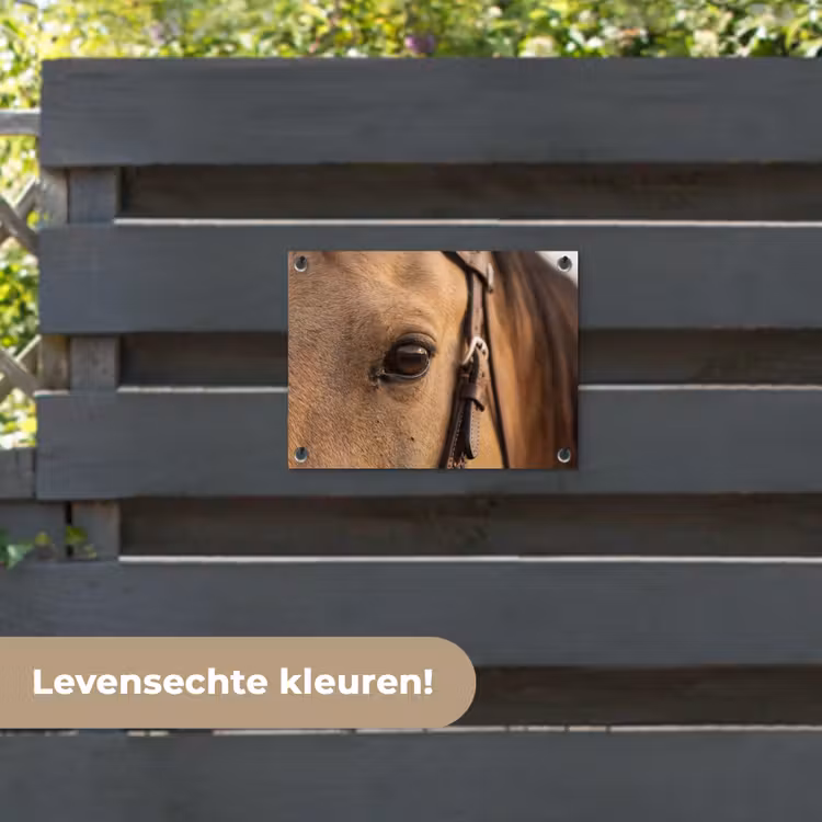 Tuinposter - Paard - Oog - Bruin — 6