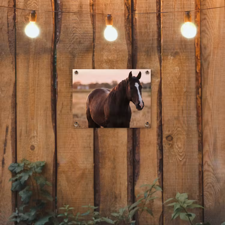 Tuinposter - Paard - Zonsondergang - Bruin — 2