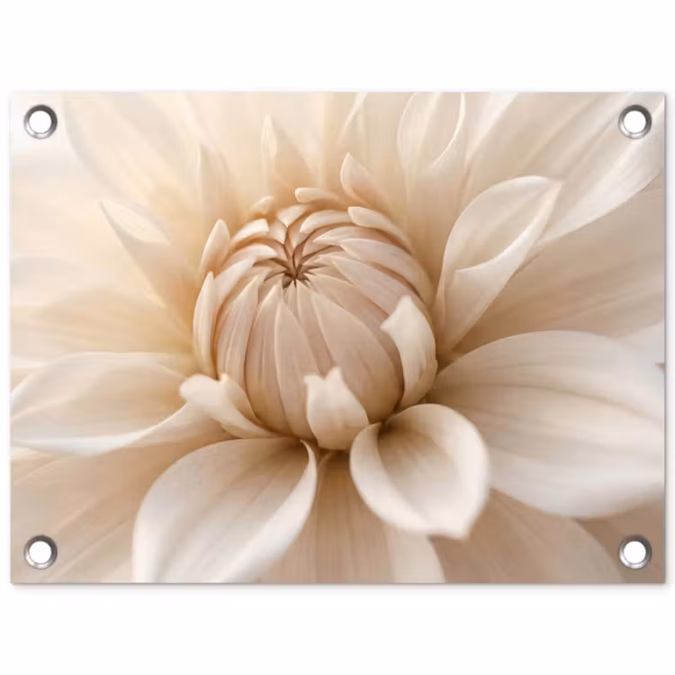 Tuinposter - Bloem - Dahlia - Wit — 1