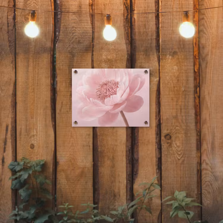 Tuinposter - Bloem - Pioenroos - Roze — 2