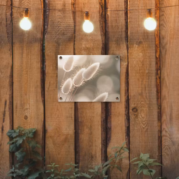Tuinposter - Hazestaartgras - Wit - Zonlicht — 3