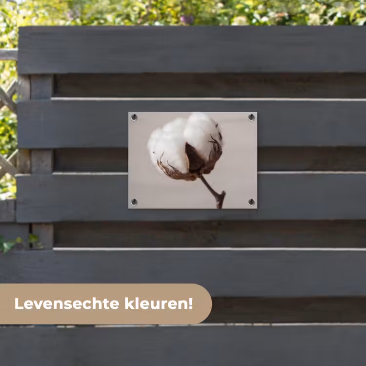 Tuinposter - Katoenbol - Minimalistisch - Wit — 6