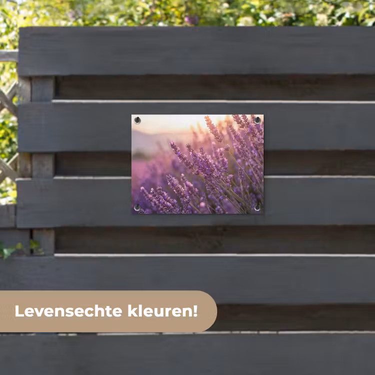 Tuinposter - Lavendel - Paars - Zonlicht — 6