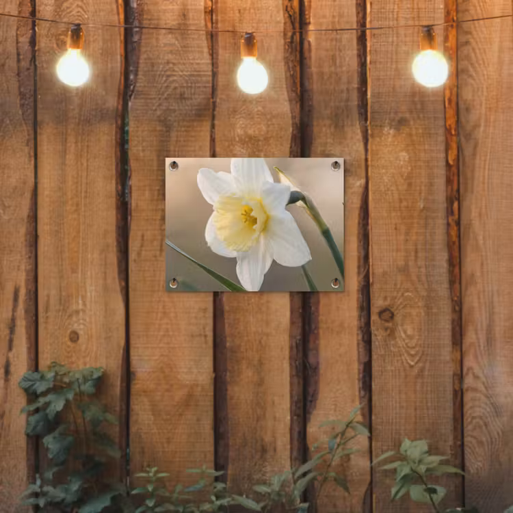 Tuinposter - Narcis - Bloem - Minimalistisch — 2