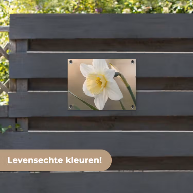 Tuinposter - Narcis - Bloem - Minimalistisch — 6
