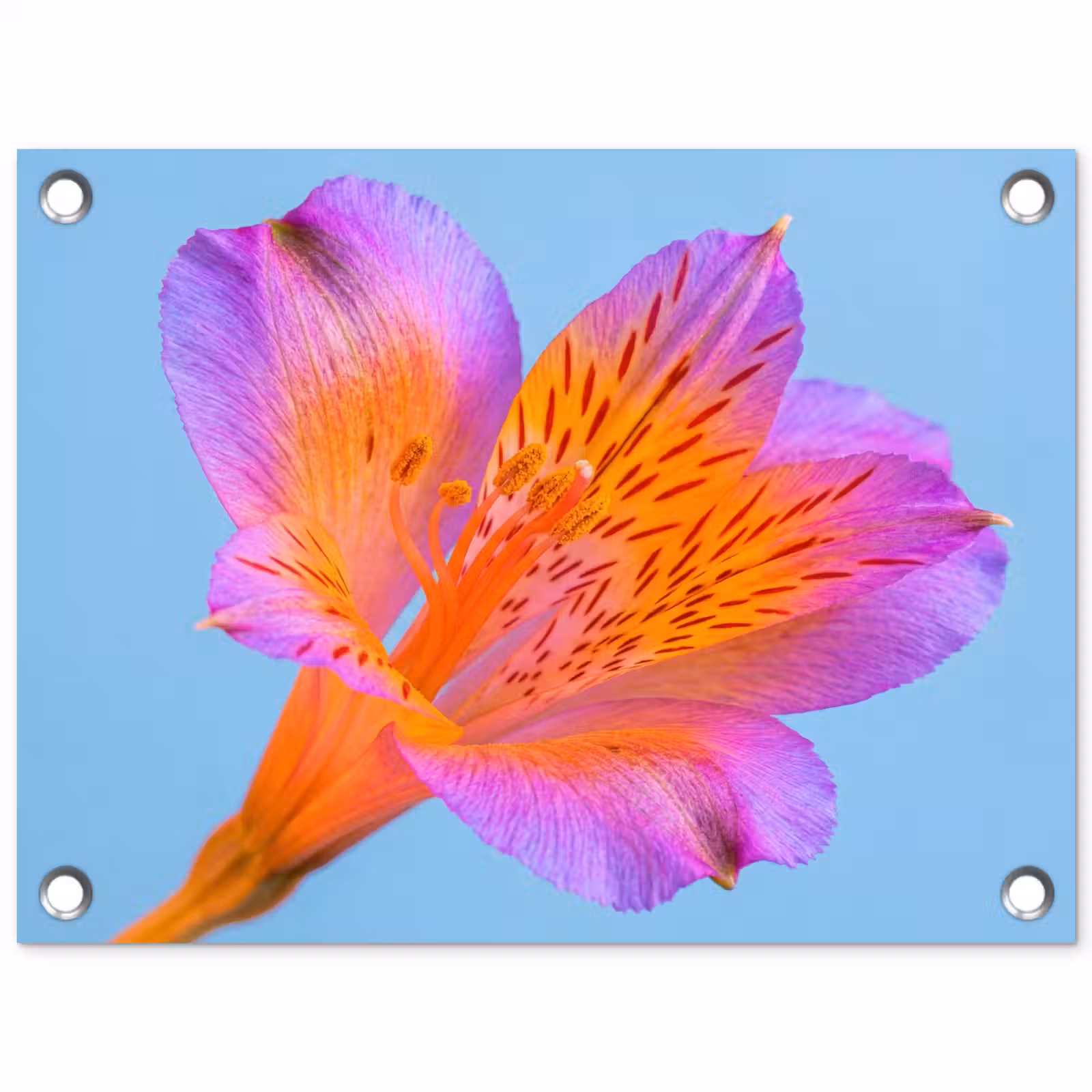Tuinposter - Bloem - Detail - Kleurrijk — 1