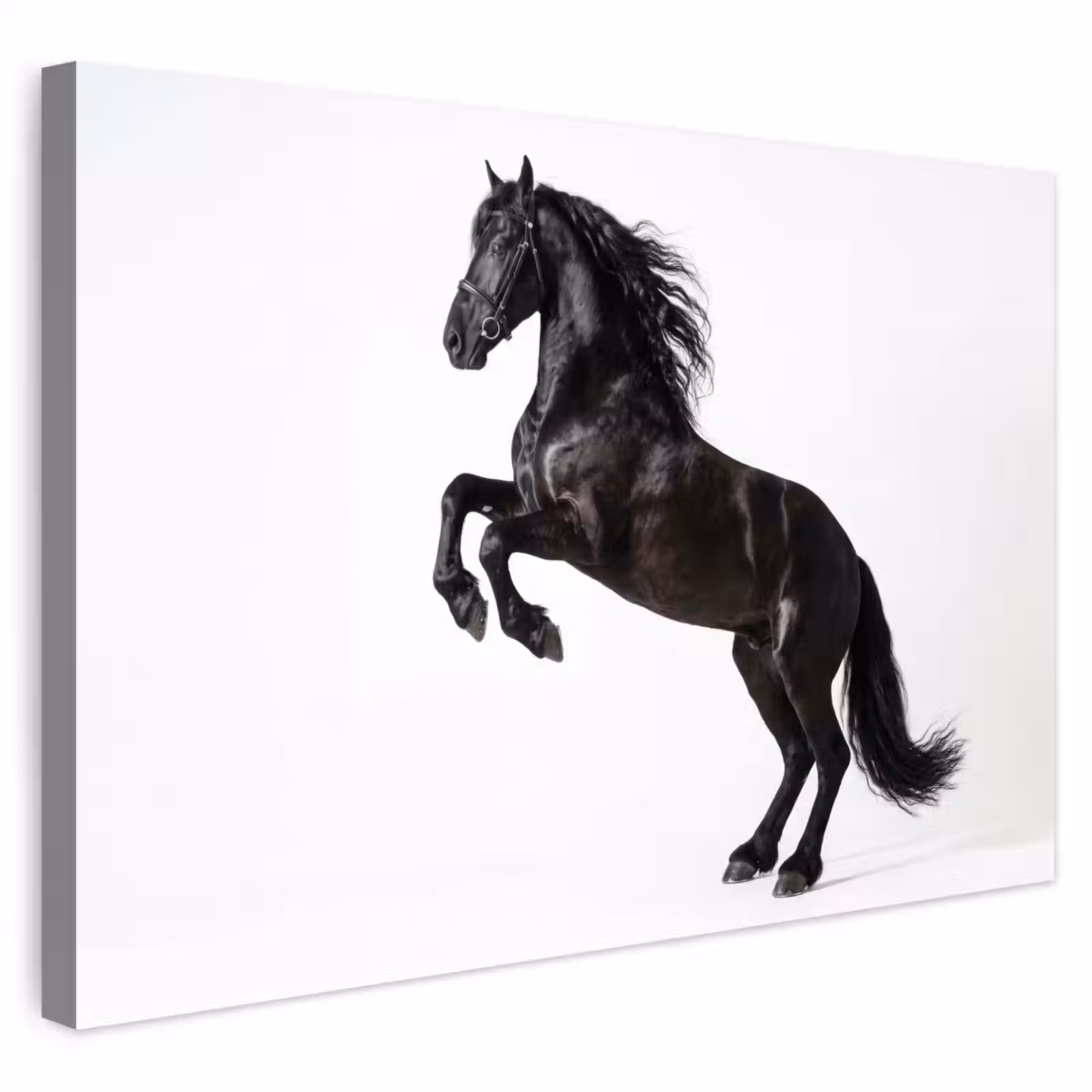 Buiten canvas - Zwart - Paard - Portret — 1