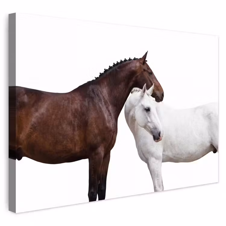 Buiten canvas - Paard - Modern - Balans — 1