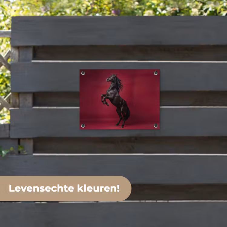 Tuinposter - Hengst - Steigert - Rood — 6