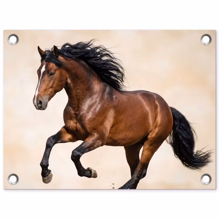 Tuinposter - Paard - Galop - Energie — 1