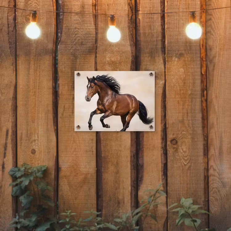 Tuinposter - Paard - Galop - Energie — 3