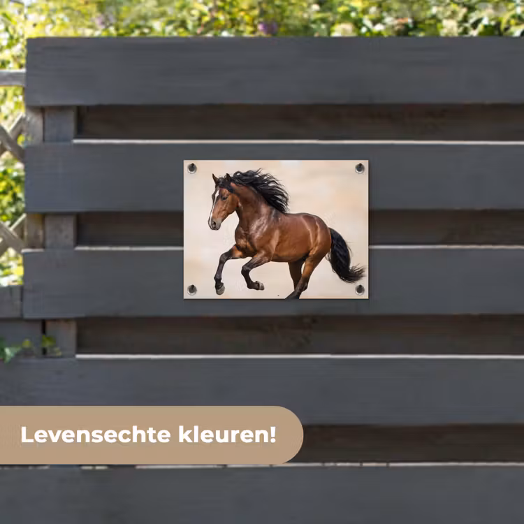 Tuinposter - Paard - Galop - Energie — 6