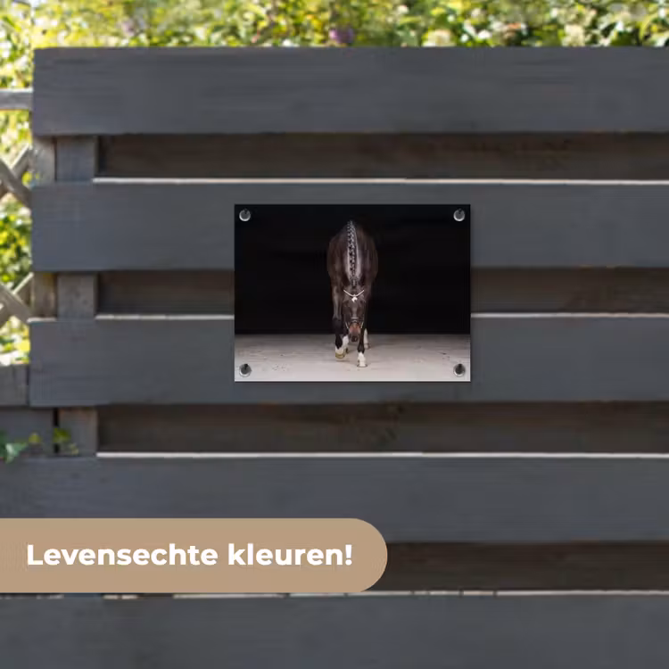 Tuinposter - Paard - Modern - Portret — 6