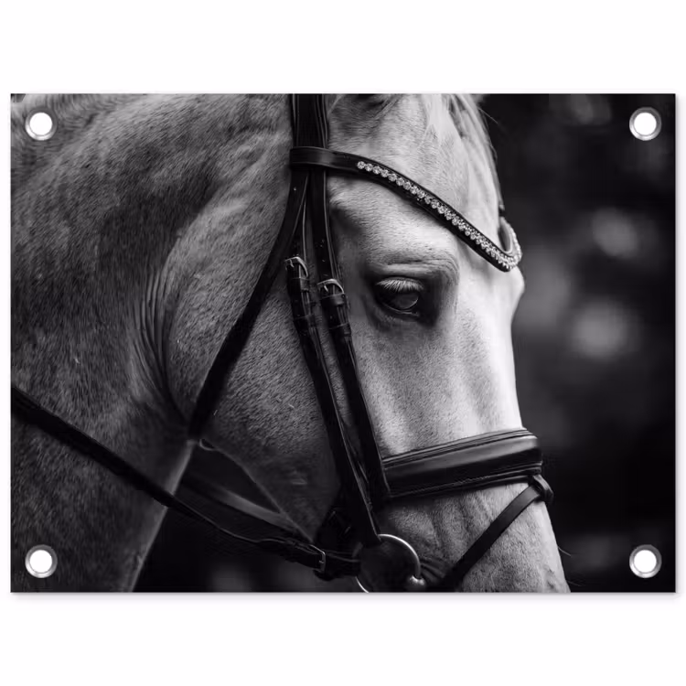 Tuinposter - Paard - Schimmel - Portret — 1