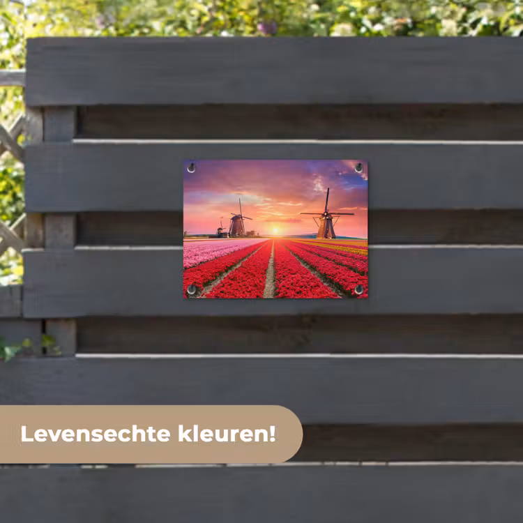Tuinposter - Tulpenvelden met windmolens bij zonsondergang — 6