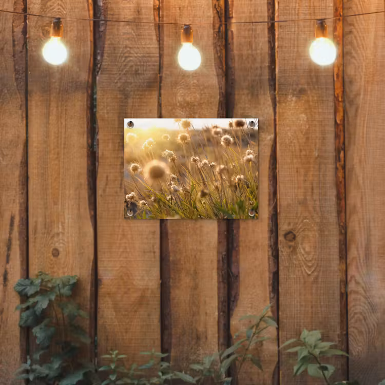 Tuinposter - Verlichte zaadhoofden in de avondzon — 2