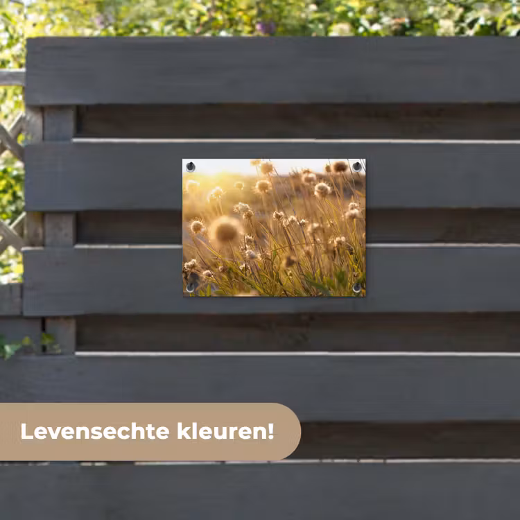 Tuinposter - Verlichte zaadhoofden in de avondzon — 6