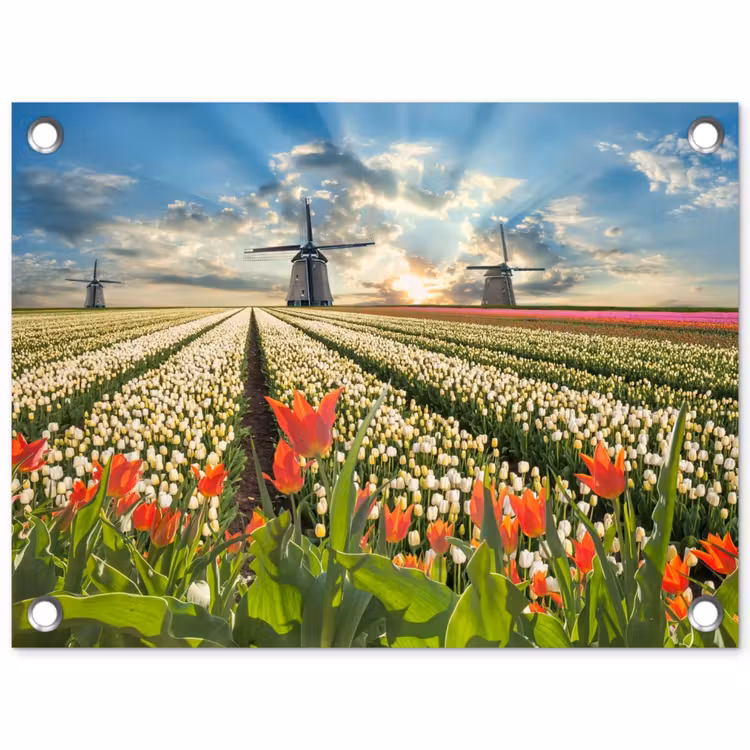 Tuinposter - Windmolens en tulpenvelden bij zonsopgang — 1
