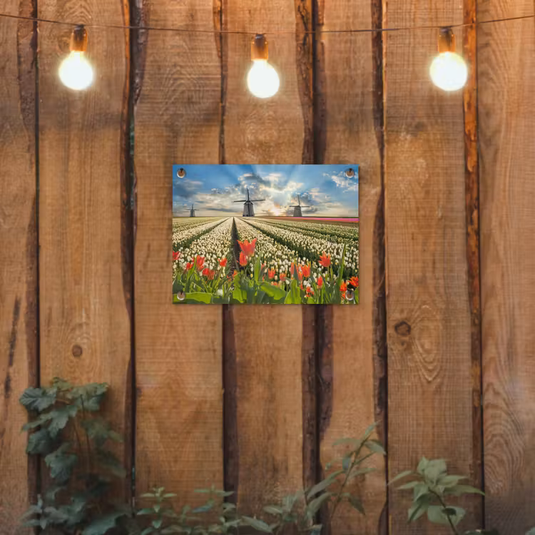 Tuinposter - Windmolens en tulpenvelden bij zonsopgang — 3