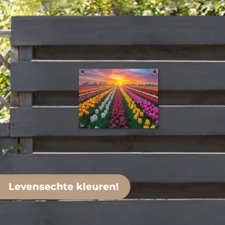Tuinposter - Tulpenveld - Zonsondergang - Kleurrijk — 6