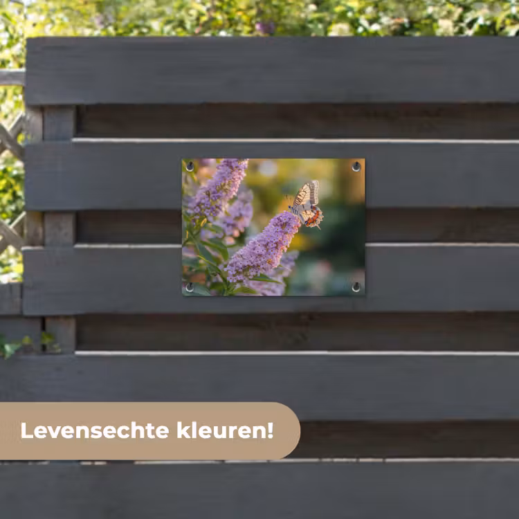 Tuinposter - Sierlijke - Vlinder - Paarse - Bloemen — 6