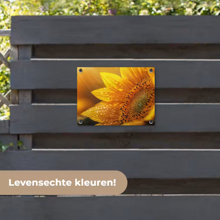 Tuinposter - Zonnebloem - Dauwdruppels - Geel - Zonlicht — 6